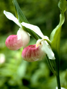 Cypripedium s0056